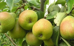 Which sort of pear is better: Lada or Chizhovskaya
