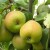 Which sort of pear is better: Lada or Chizhovskaya