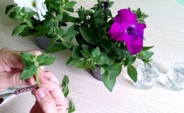 2 easy ways to keep petunias until spring at home