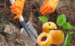 Step-by-step instructions for self-transplanting an apricot in summer