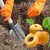 Step-by-step instructions for self-transplanting an apricot in summer