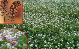 How to sow buckwheat in the Kemerovo region: optimal timing and seeding rates