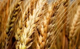 Description and characteristics of the winter wheat variety