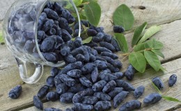 How to freeze honeysuckle for the winter as juice, puree, or whole berries