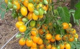 A tomato that looks like a lemon will not leave anyone indifferent: the