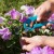 What is petunia pruning in mid-summer for and how to carry it out correctly