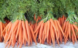 Analysis of mistakes in growing: why carrots are bitter and how to prevent this
