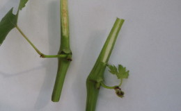 A guide to propagating grapes with green cuttings in summer