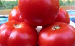 High yield at minimal cost - tomato