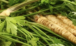 Healing parsley root: medicinal properties and contraindications