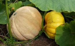How to grow a large pumpkin in the open field in the country: step-by-step instructions and secrets of experienced agronomists