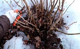 The main stages of currant care in spring after winter