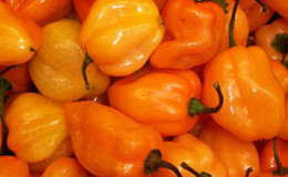 How to grow habanero hot peppers and use this component correctly in cooking