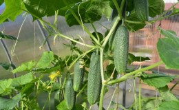 What if the cucumbers from the greenhouse are bitter and why does this happen?