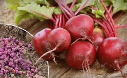 How to plant beets in the winter correctly: step by step instructions and important nuances