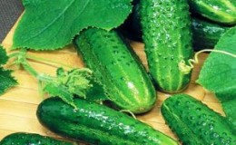 Tips for growing cucumbers 