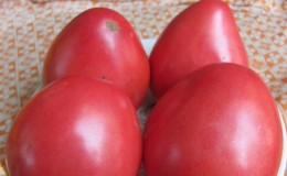 How to grow a tomato