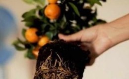 A step-by-step guide to replanting a tangerine tree at home