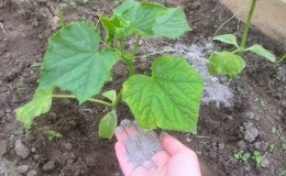 How to feed cucumbers with ash in the open field and in a greenhouse, and what this will give to the future harvest