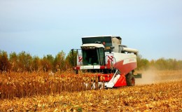 How is the harvesting of corn for grain: terms and stages of the process, further processing and storage of the crop