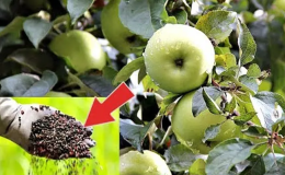 Fertilizing the garden correctly: how to feed an apple tree in July for a good harvest