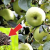 Fertilizing the garden correctly: how to feed an apple tree in July for a good harvest