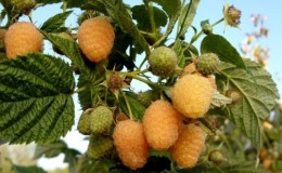 Review of the raspberry variety