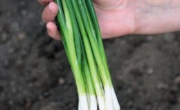 High-yielding onion variety with amazing flavor