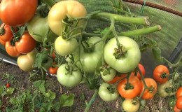 How to make tomatoes blush faster