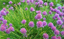 Perennial table onion