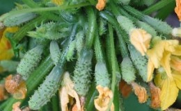 Cucumber hybrid 