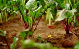 Is it possible and necessary to huddle beets: we understand the issue and study the general rules for growing root crops