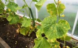 What to do if cucumber seedlings turn yellow: we fix the problem and prevent its appearance