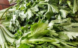 The best recipes for harvesting leaf celery for the winter