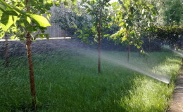 How to properly water cherries in summer: instructions for beginner gardeners