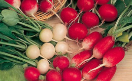 How to collect radish seeds at home: step-by-step instructions and helpful tips