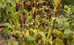 The reasons for the drying of the tops and whether the potatoes grow after that