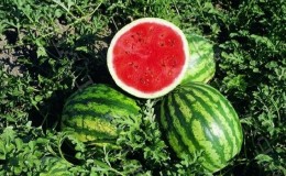 Hybrid watermelon