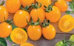 Positive and negative sides of Ildi tomato