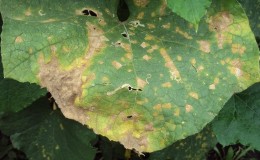 What to do if cucumber leaves turn yellow: effective folk remedies
