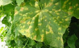 What to do if spots appear on the leaves of cucumbers?
