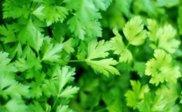 How parsley helps against puffiness under the eyes and how can it be used