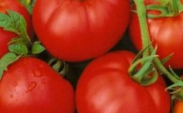 Review of the Moskvichka tomato variety: pros and cons, as well as how to get a good harvest
