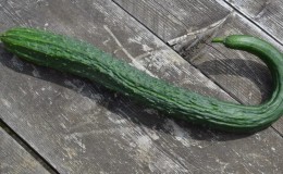 How to salt Chinese long cucumbers for the winter and is it possible to do it