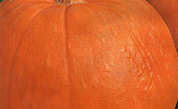 Pumpkin variety