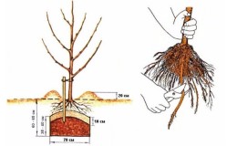 Instructions for beginner gardeners: how to plant an apple tree in spring