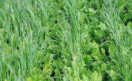 How and when to cut oats like green manure