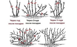 A beginner's guide to pruning currants correctly in the fall