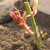 How to properly cut roses in summer in July: step by step instructions