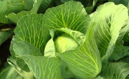 Kale: photo, description of varieties, collection technology